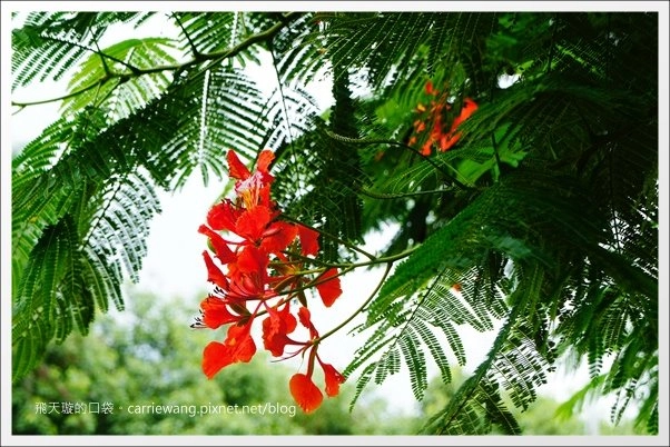 花蓮吉安|東華大學|東部最美的貴族學校,仿佛置身小歐洲 @飛天璇的口袋