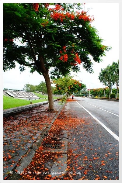 花蓮吉安|東華大學|東部最美的貴族學校,仿佛置身小歐洲 @飛天璇的口袋