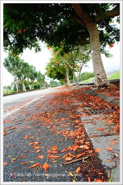 花蓮吉安|東華大學|東部最美的貴族學校,仿佛置身小歐洲 @飛天璇的口袋