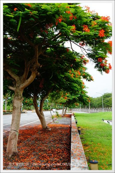 花蓮吉安|東華大學|東部最美的貴族學校,仿佛置身小歐洲 @飛天璇的口袋