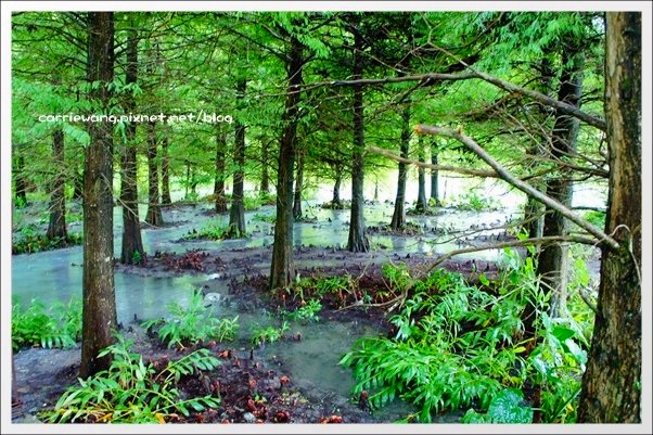 【花蓮旅遊景點】雲山水生態農莊。美如仙境的夢幻湖,後山的世外桃源 @飛天璇的口袋