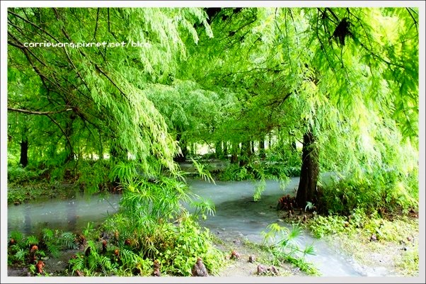 【花蓮旅遊景點】雲山水生態農莊。美如仙境的夢幻湖,後山的世外桃源 @飛天璇的口袋