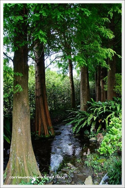菁芳園休閒農場|田尾最美的落羽松森林,彷佛到了歐洲一樣的異國風情 @飛天璇的口袋