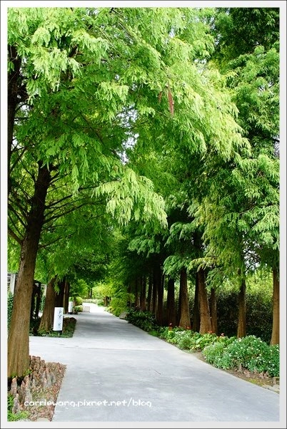 菁芳園休閒農場|田尾最美的落羽松森林,彷佛到了歐洲一樣的異國風情 @飛天璇的口袋