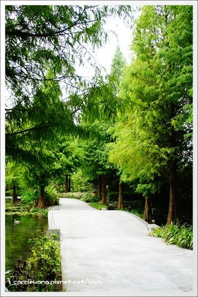 菁芳園休閒農場|田尾最美的落羽松森林,彷佛到了歐洲一樣的異國風情 @飛天璇的口袋