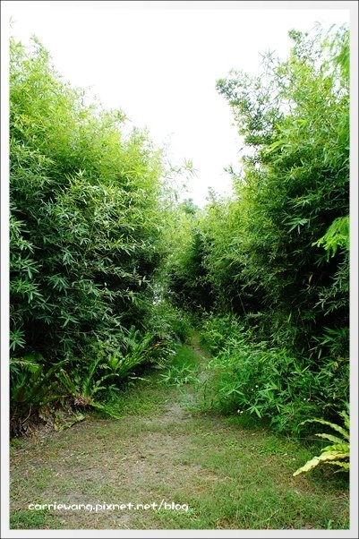 菁芳園休閒農場|田尾最美的落羽松森林,彷佛到了歐洲一樣的異國風情 @飛天璇的口袋