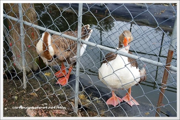 菁芳園休閒農場|田尾最美的落羽松森林,彷佛到了歐洲一樣的異國風情 @飛天璇的口袋