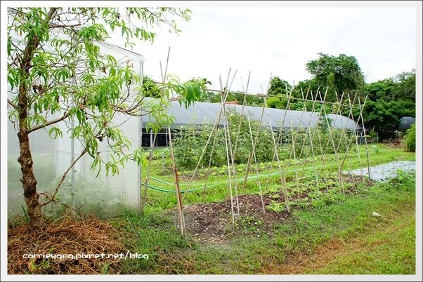 菁芳園休閒農場|田尾最美的落羽松森林,彷佛到了歐洲一樣的異國風情 @飛天璇的口袋