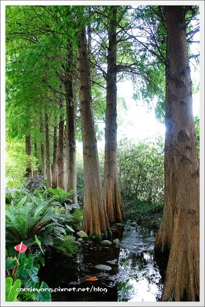 菁芳園休閒農場|田尾最美的落羽松森林,彷佛到了歐洲一樣的異國風情 @飛天璇的口袋