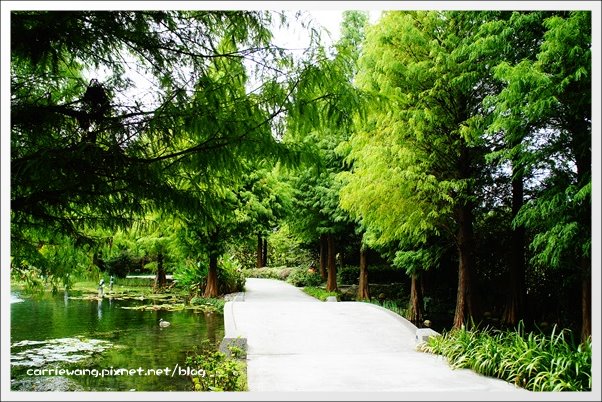 菁芳園休閒農場|田尾最美的落羽松森林,彷佛到了歐洲一樣的異國風情 @飛天璇的口袋