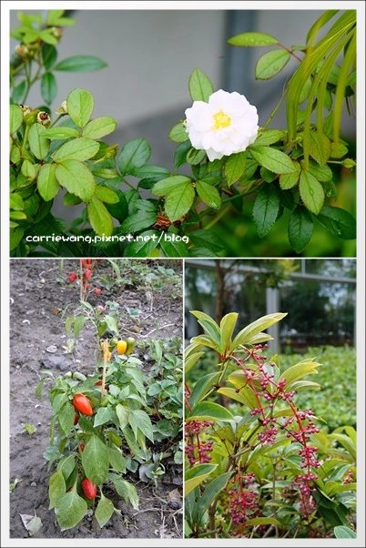 菁芳園休閒農場|田尾最美的落羽松森林,彷佛到了歐洲一樣的異國風情 @飛天璇的口袋