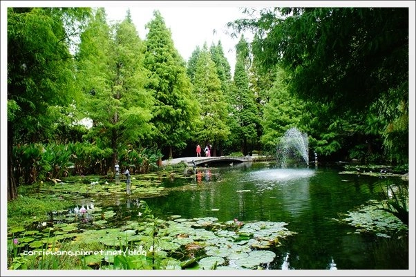 菁芳園休閒農場|田尾最美的落羽松森林,彷佛到了歐洲一樣的異國風情 @飛天璇的口袋