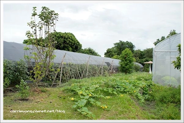菁芳園休閒農場|田尾最美的落羽松森林,彷佛到了歐洲一樣的異國風情 @飛天璇的口袋
