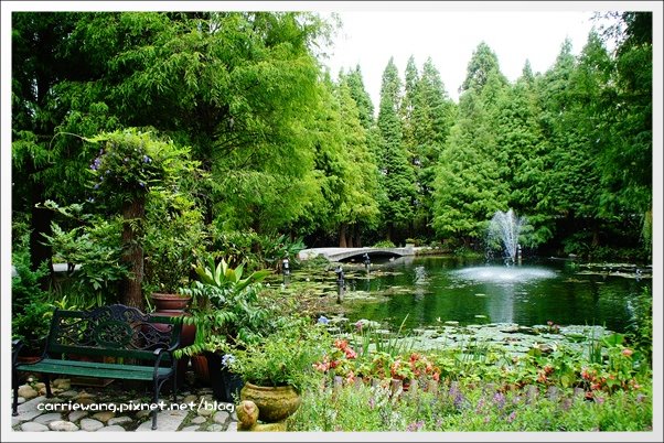 菁芳園休閒農場|田尾最美的落羽松森林,彷佛到了歐洲一樣的異國風情 @飛天璇的口袋