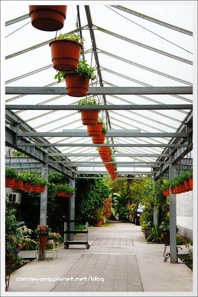 菁芳園休閒農場|田尾最美的落羽松森林,彷佛到了歐洲一樣的異國風情 @飛天璇的口袋