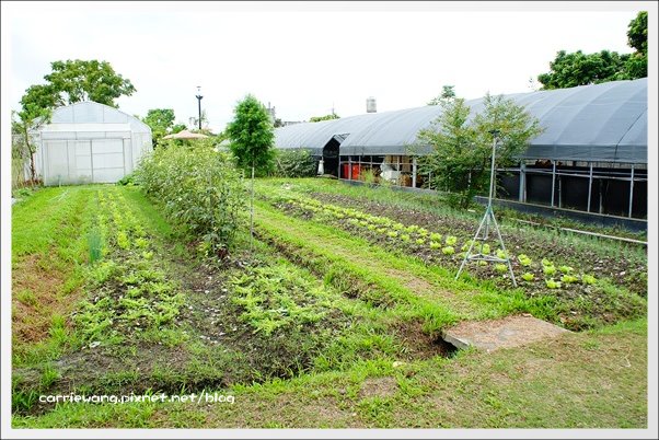 菁芳園休閒農場|田尾最美的落羽松森林,彷佛到了歐洲一樣的異國風情 @飛天璇的口袋
