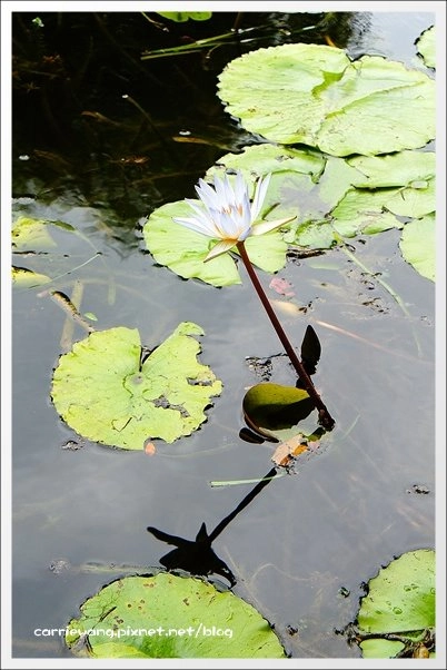 菁芳園休閒農場|田尾最美的落羽松森林,彷佛到了歐洲一樣的異國風情 @飛天璇的口袋