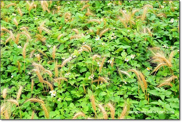 【台中旅遊景點】大雅小麥文化節。遇見最美麗的金色麥浪,迎接2014年最燦爛的春天 @飛天璇的口袋