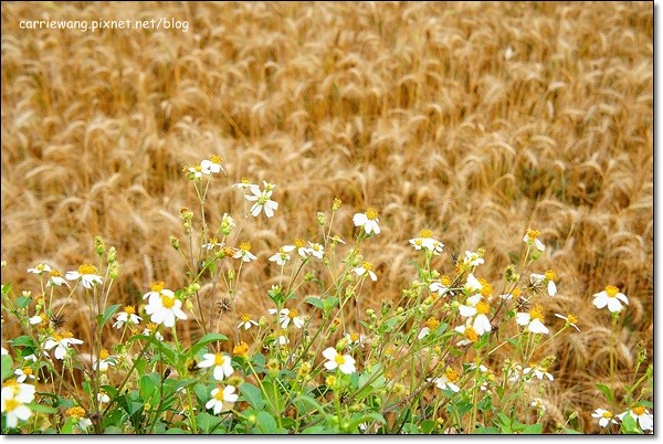 【台中旅遊景點】大雅小麥文化節。遇見最美麗的金色麥浪,迎接2014年最燦爛的春天 @飛天璇的口袋