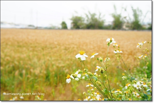 【台中旅遊景點】大雅小麥文化節。遇見最美麗的金色麥浪,迎接2014年最燦爛的春天 @飛天璇的口袋
