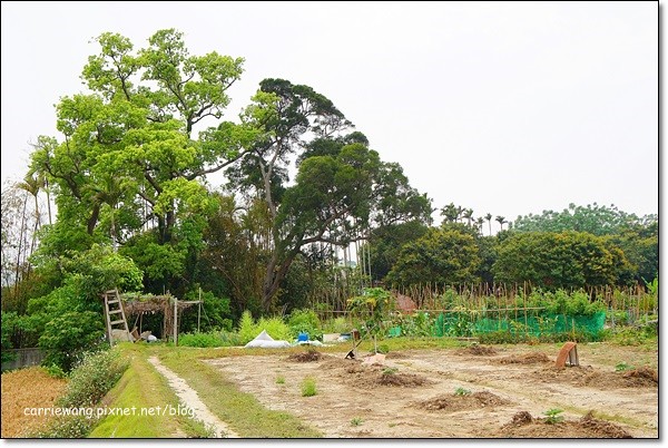 【台中旅遊景點】大雅小麥文化節。遇見最美麗的金色麥浪,迎接2014年最燦爛的春天 @飛天璇的口袋