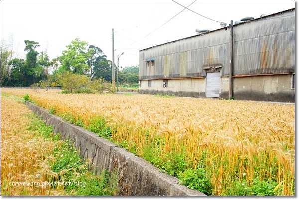 【台中旅遊景點】大雅小麥文化節。遇見最美麗的金色麥浪,迎接2014年最燦爛的春天 @飛天璇的口袋