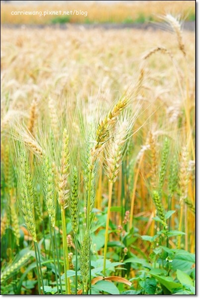 【台中旅遊景點】大雅小麥文化節。遇見最美麗的金色麥浪,迎接2014年最燦爛的春天 @飛天璇的口袋