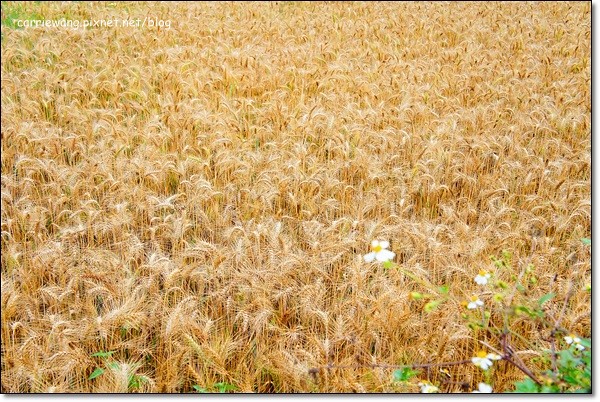 【台中旅遊景點】大雅小麥文化節。遇見最美麗的金色麥浪,迎接2014年最燦爛的春天 @飛天璇的口袋