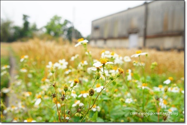 【台中旅遊景點】大雅小麥文化節。遇見最美麗的金色麥浪,迎接2014年最燦爛的春天 @飛天璇的口袋
