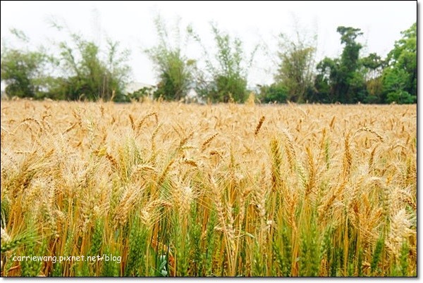 【台中旅遊景點】大雅小麥文化節。遇見最美麗的金色麥浪,迎接2014年最燦爛的春天 @飛天璇的口袋