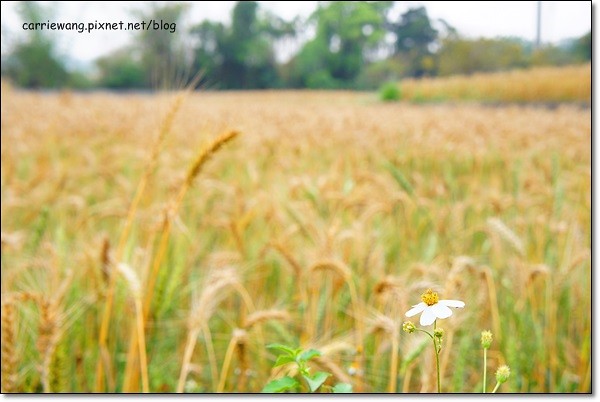 【台中旅遊景點】大雅小麥文化節。遇見最美麗的金色麥浪,迎接2014年最燦爛的春天 @飛天璇的口袋