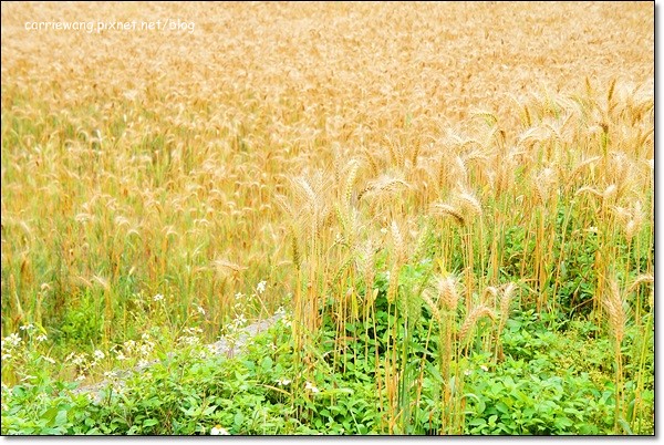 【台中旅遊景點】大雅小麥文化節。遇見最美麗的金色麥浪,迎接2014年最燦爛的春天 @飛天璇的口袋