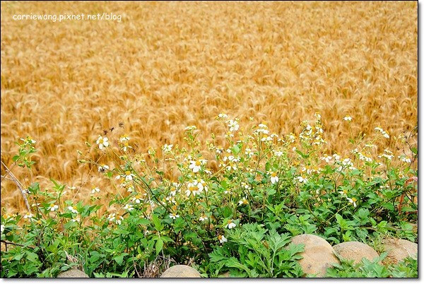 【台中旅遊景點】大雅小麥文化節。遇見最美麗的金色麥浪,迎接2014年最燦爛的春天 @飛天璇的口袋