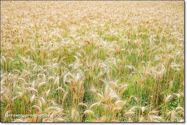 【台中旅遊景點】大雅小麥文化節。遇見最美麗的金色麥浪,迎接2014年最燦爛的春天 @飛天璇的口袋