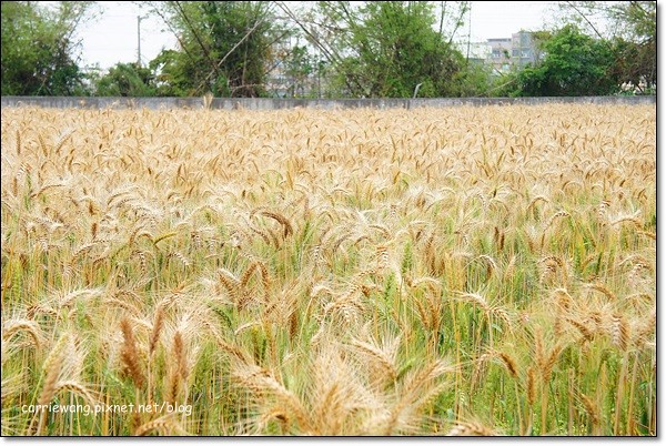 【台中旅遊景點】大雅小麥文化節。遇見最美麗的金色麥浪,迎接2014年最燦爛的春天 @飛天璇的口袋
