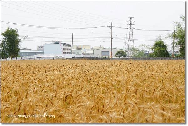 【台中旅遊景點】大雅小麥文化節。遇見最美麗的金色麥浪,迎接2014年最燦爛的春天 @飛天璇的口袋