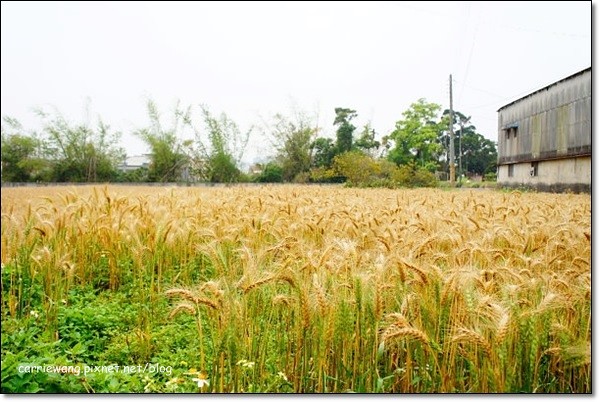 【台中旅遊景點】大雅小麥文化節。遇見最美麗的金色麥浪,迎接2014年最燦爛的春天 @飛天璇的口袋
