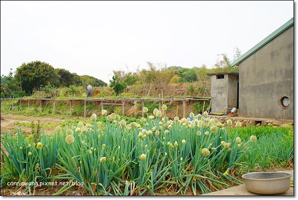 【台中旅遊景點】大雅小麥文化節。遇見最美麗的金色麥浪,迎接2014年最燦爛的春天 @飛天璇的口袋