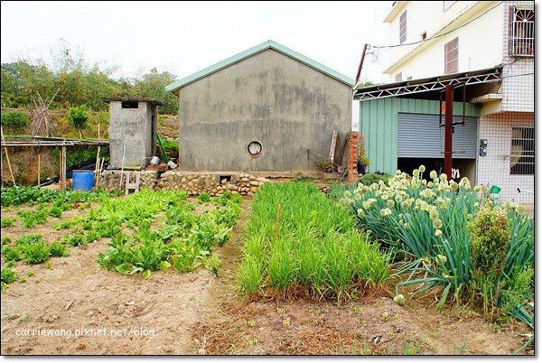【台中旅遊景點】大雅小麥文化節。遇見最美麗的金色麥浪,迎接2014年最燦爛的春天 @飛天璇的口袋