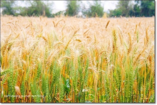 【台中旅遊景點】大雅小麥文化節。遇見最美麗的金色麥浪,迎接2014年最燦爛的春天 @飛天璇的口袋