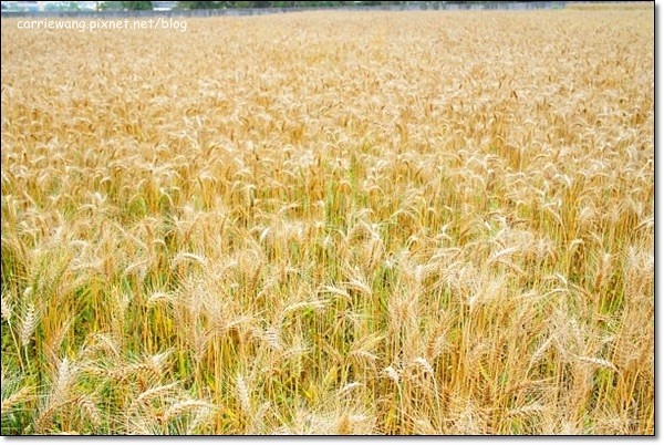 【台中旅遊景點】大雅小麥文化節。遇見最美麗的金色麥浪,迎接2014年最燦爛的春天 @飛天璇的口袋