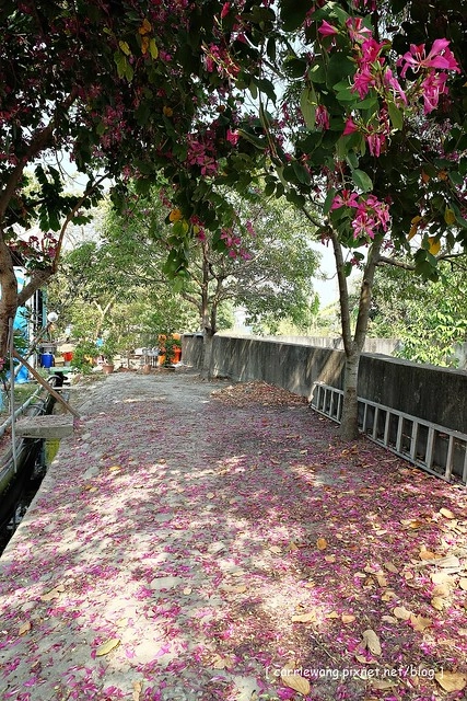台中潭子|大木塊生態農場.有大片草皮和小動物,台中親子旅遊烤肉最佳場所 @飛天璇的口袋