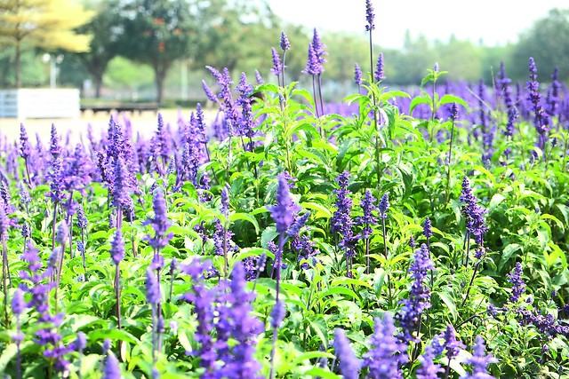 【彰化旅遊景點】溪州費茲洛公園。紫色薰衣草盛開中,公園裡有小橋湖泊,而且不定期的會有熱氣球活動 @飛天璇的口袋