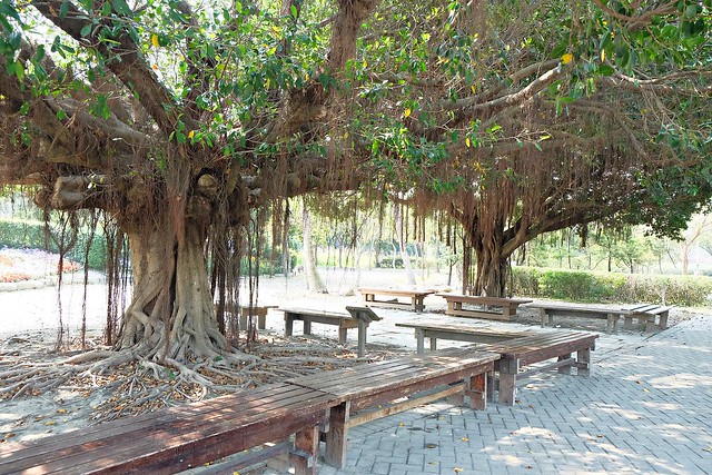 【彰化旅遊景點】溪州費茲洛公園。紫色薰衣草盛開中,公園裡有小橋湖泊,而且不定期的會有熱氣球活動 @飛天璇的口袋
