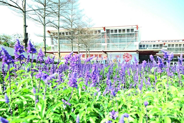 【彰化旅遊景點】溪州費茲洛公園。紫色薰衣草盛開中,公園裡有小橋湖泊,而且不定期的會有熱氣球活動 @飛天璇的口袋