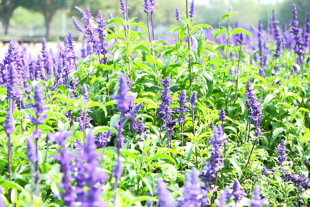 【彰化旅遊景點】溪州費茲洛公園。紫色薰衣草盛開中,公園裡有小橋湖泊,而且不定期的會有熱氣球活動 @飛天璇的口袋