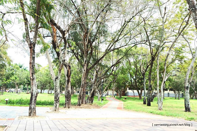 【台中旅遊景點】太平坪林森林公園。比秋紅谷大三倍,有生態滯洪作用的美麗公園,是情侶散步約會和家長溜小孩的好地方 @飛天璇的口袋