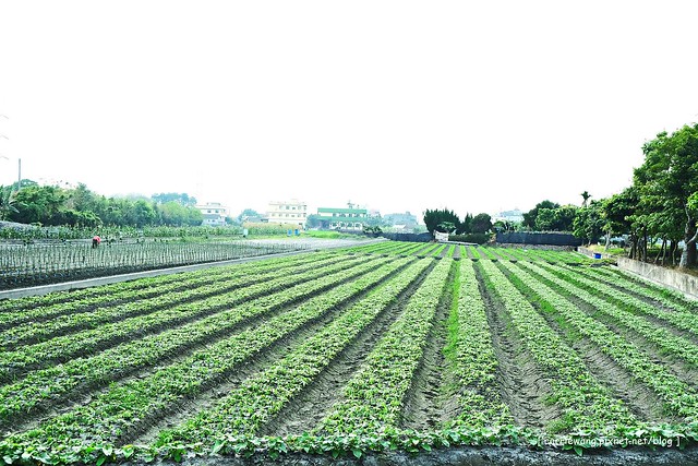 【彰化旅遊景點】溪州費茲洛公園。紫色薰衣草盛開中,公園裡有小橋湖泊,而且不定期的會有熱氣球活動 @飛天璇的口袋