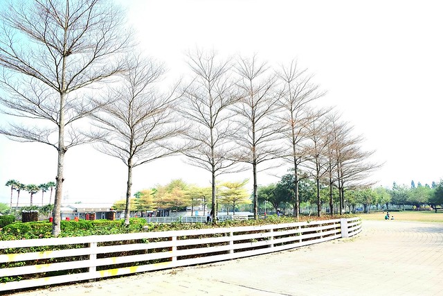 【彰化旅遊景點】溪州費茲洛公園。紫色薰衣草盛開中,公園裡有小橋湖泊,而且不定期的會有熱氣球活動 @飛天璇的口袋
