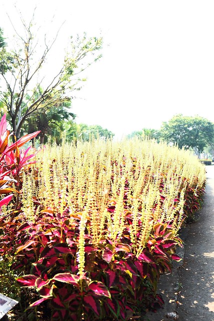 【彰化旅遊景點】溪州費茲洛公園。紫色薰衣草盛開中,公園裡有小橋湖泊,而且不定期的會有熱氣球活動 @飛天璇的口袋